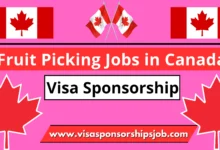 Fruit Picking Jobs in Canada with Visa Sponsorship 2024