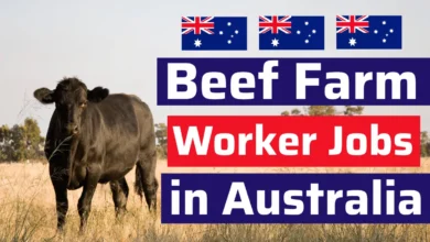 Beef Farm Worker Jobs in Australia with Visa Sponsorship 2024 (AUD 55,000 and $65,000 Per Annum)