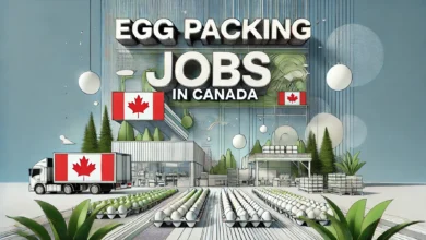 Egg Packing Jobs in Canada with Visa Sponsorship August 2024 (CAD 18 Per Hour)