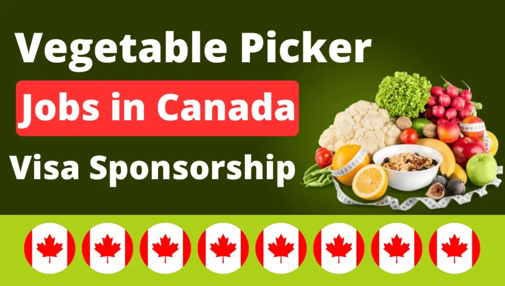 Vegetable Picker Jobs in Canada with Visa Sponsorship August 2024 ($32,663 Per Year)