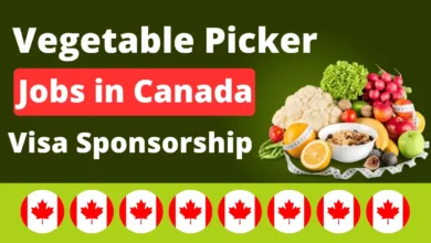 Vegetable Picker Jobs in Canada with Visa Sponsorship August 2024 ($32,663 Per Year)