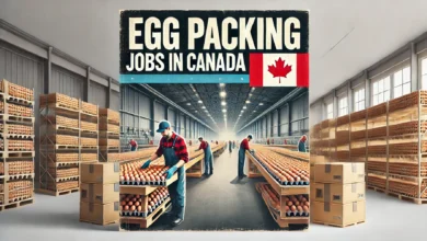 Egg Packing Jobs in Canada with Visa Sponsorship September 2024 (CAD 20 Per Hour)