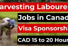 Harvesting Labourers Jobs in Canada with Visa Sponsorship 2024 (CAD 15 to 20 Per Hour)