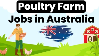 Poultry Farm Jobs in Australia with Visa Sponsorship 2024 (AUD 45,000 to AUD 60,000 Yearly)