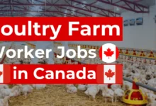 Poultry Farm Worker Jobs in Canada with Visa Sponsorship 2024 ($29,153 Annually)