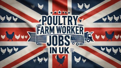 Poultry Farm Worker Jobs in UK with Visa Sponsorship 2024 (£14.25 Per Hour)