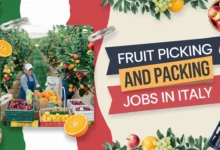 Fruit Picking and Packing Jobs in Italy with Visa Sponsorship 2024