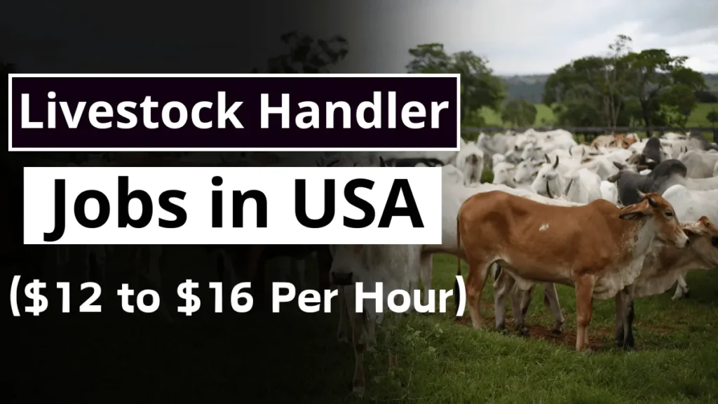 Livestock Handler Jobs in USA with Visa Sponsorship 2024 ($12 to $16 Per Hour)