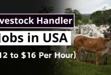 Livestock Handler Jobs in USA with Visa Sponsorship 2024 ($12 to $16 Per Hour)