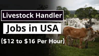 Livestock Handler Jobs in USA with Visa Sponsorship 2024 ($12 to $16 Per Hour)