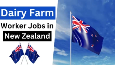 Dairy Farm Workers Jobs in New Zealand with Visa Sponsorship 2024 ($55,000 Per Year)