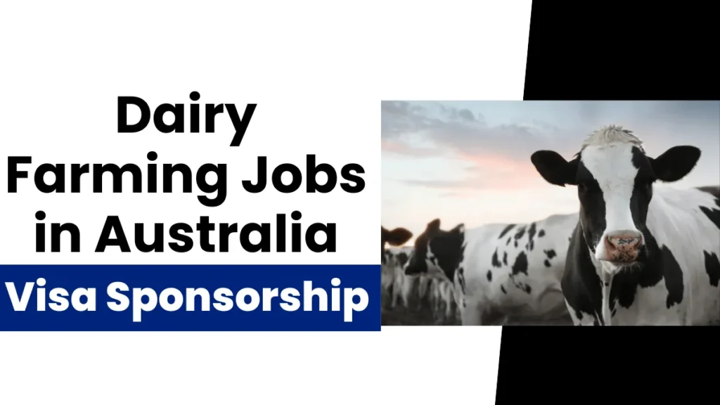 Dairy Farming Jobs in Australia with Visa Sponsorship 2024 ($47,621 Yearly)