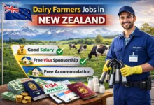 Dairy Farmers Jobs in New Zealand with Visa Sponsorship 2026