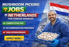 Mushroom Picking Jobs in Netherlands for Foreign Workers with Work Visa 2026