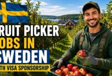 Fruit Picker Jobs in Sweden with Visa Sponsorship 2026