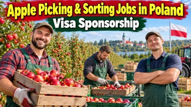 Apple Picking and Sorting Jobs in Poland with Visa Sponsorship 2026