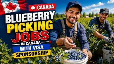 Blueberry Picking Jobs in Canada with Visa Sponsorship 2026