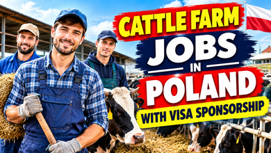 Cattle Farm Jobs in Poland with Visa Sponsorship 2026