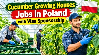Cucumber Growing Houses Jobs in Poland with Visa Sponsorship 2026