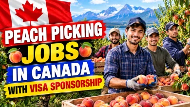 Peach Picking Jobs in Canada with Visa Sponsorship 2026
