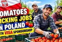 Tomatoes Picking Jobs in Poland with Visa Sponsorship 2026