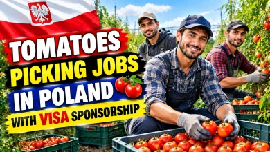 Tomatoes Picking Jobs in Poland with Visa Sponsorship 2026
