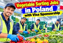 Vegetable Sorting Jobs in Poland with Visa Sponsorship 2026